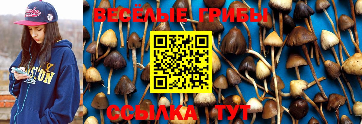 Псилоцибиновые грибы Psilocybine cubensis  Псилоцибиновые грибы Cubensis  Домодедово  Вход с VPN 
